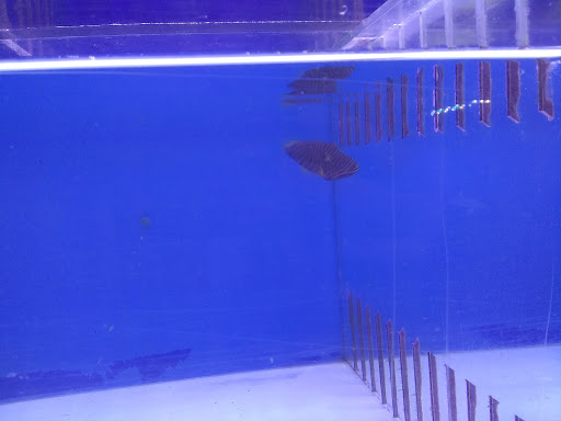 Pet Store «Leesburg Pet Center», reviews and photos, 959 N 14th St, Leesburg, FL 34748, USA