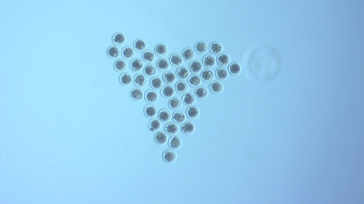 Bow Valley Genetics Ltd. image