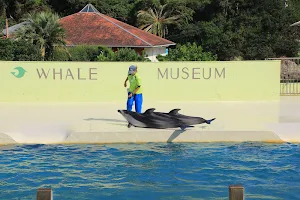 Dolphin show image