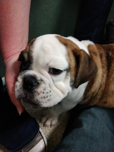 Pet Store «Petland», reviews and photos, 5470 Dixie Hwy, Fairfield, OH 45014, USA