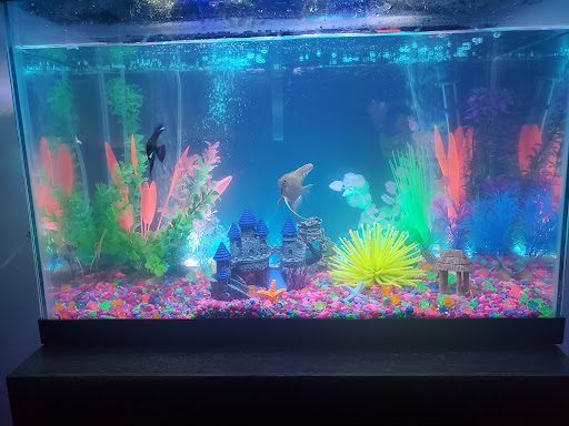 Pet Store «Purrfect Pets», reviews and photos, 1915 Mott Ave, Far Rockaway, NY 11691, USA