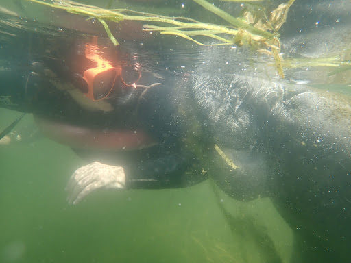 Tourist Attraction «Fun 2 Dive - Swim with Manatees», reviews and photos, 135 NE 3rd St, Crystal River, FL 34429, USA