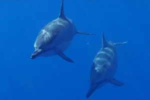DUOCEAN les baleines et les dauphins à portée de palmes - Rendez-vous de St GILLES image