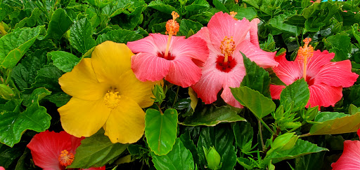 Home Improvement Store «The Home Depot», reviews and photos, 100 Abner Jackson Pkwy, Lake Jackson, TX 77566, USA