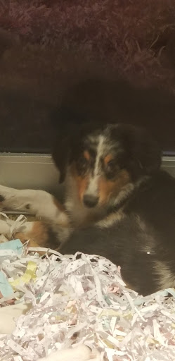 Pet Store «The Puppy Store», reviews and photos, 1163 Merrick Ave, Merrick, NY 11566, USA