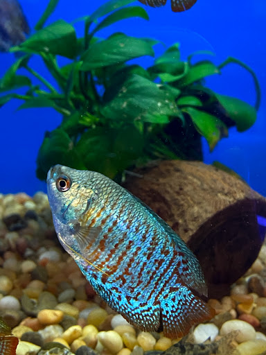 Pet Store «Woofs & Waves», reviews and photos, 5426 Arrowhead Pkwy E, Sioux Falls, SD 57110, USA