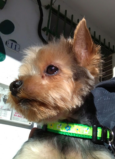 Clínica Veterinaria El Cigarral en Algete