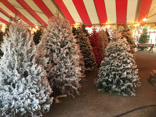 Whittier Christmas Trees
