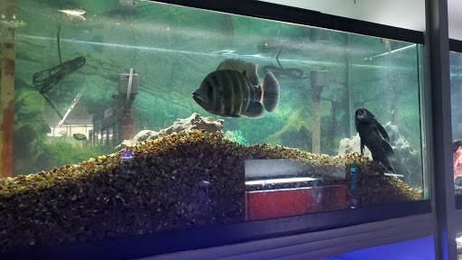 Tropical Fish Store «Something Fishy», reviews and photos, 954 S Wayne Rd, Westland, MI 48186, USA