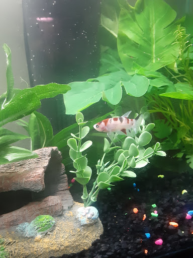 Pet Supply Store «Petco Animal Supplies», reviews and photos, 5120 E Bay Dr, Clearwater, FL 33764, USA