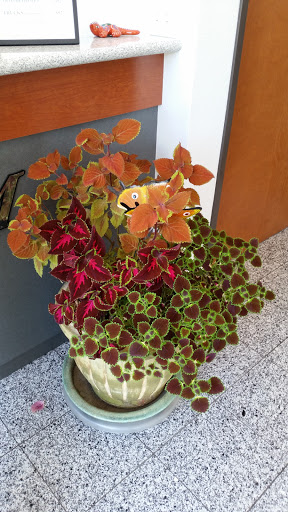 Auto Repair Shop «Drive Rite Auto Repair, Inc. - Bosch Car Service», reviews and photos, 9674 Old Redwood Hwy, Windsor, CA 95492, USA