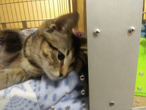 Pet Supply Store «PetSmart», reviews and photos, 2122 N 2nd St, Millville, NJ 08332, USA