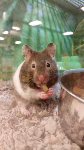 Pet Supply Store «PetSmart», reviews and photos, 34940 Emerald Coast Pkwy, Destin, FL 32541, USA