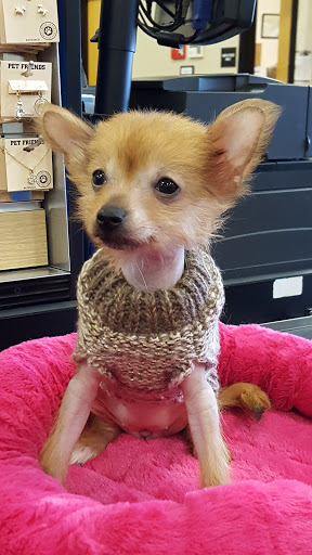 Pet Supply Store «PetSmart», reviews and photos, 4210 N 5th Street Hwy, Temple, PA 19560, USA