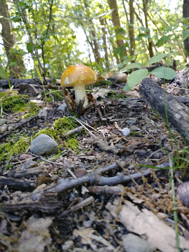 Nature Preserve «Eliason Nature Reserve», reviews and photos, 9501 Shaver Rd, Portage, MI 49024, USA