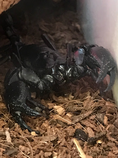 Pet Supply Store «Pet Supplies Plus», reviews and photos, 2912 Council Tree Ave #100, Fort Collins, CO 80525, USA