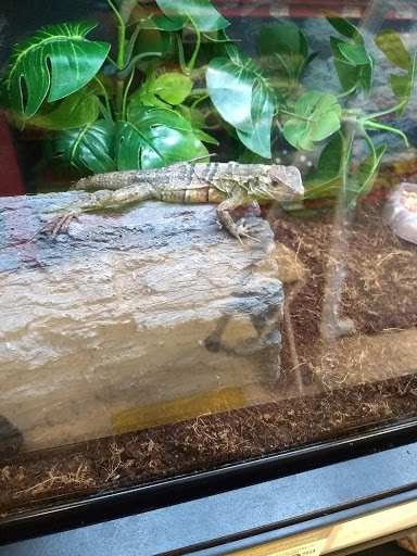 Petco image
