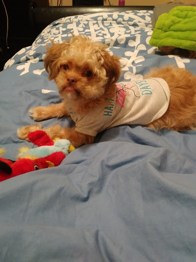 Pet Supply Store «Zoo-Rama Pets», reviews and photos, 2566 E Tremont Ave, Bronx, NY 10461, USA