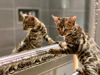 Elevage de chats bengals en Suisse - Chatterie de Constantine