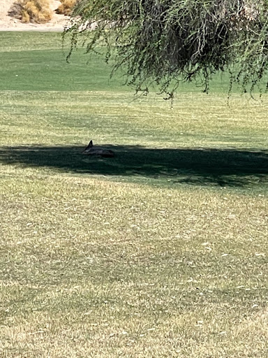 Golf Club «Coyote Lakes Golf Club», reviews and photos, 18800 N Coyote Lakes Pkwy, Surprise, AZ 85374, USA