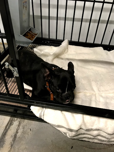 Pet Store «Tri-Creek Kennels», reviews and photos, 5641 US-129, Pendergrass, GA 30567, USA