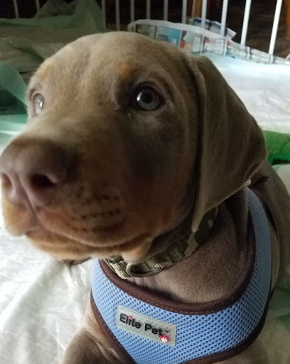 Pet Supply Store «PetSmart», reviews and photos, 139 Rolling Hills Cir, Easley, SC 29640, USA