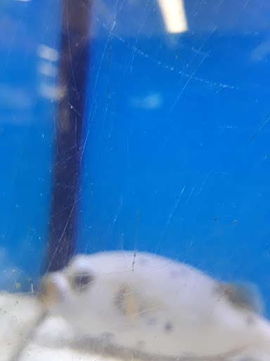 Pet Supply Store «Petco Animal Supplies», reviews and photos, 364 Randall Rd, South Elgin, IL 60177, USA