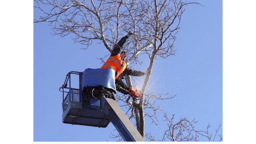 Victorville Tree Care