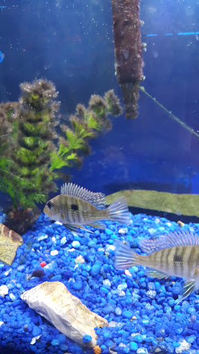 Tropical Fish Store «Delta Pet Center LLC», reviews and photos, 1370 Corporate Square Blvd, Slidell, LA 70458, USA