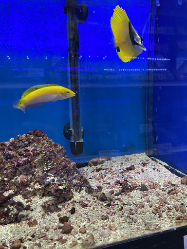 Pet Store «Jules Pet Shop», reviews and photos, 2214 N Milwaukee Ave, Chicago, IL 60647, USA