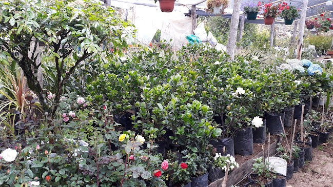 Opiniones de Vivero Primavera en Quito - Centro de jardinería