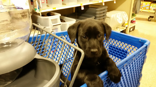Pet Supply Store «PetSmart», reviews and photos, 1417 W Interstate 240 Service Rd, Oklahoma City, OK 73159, USA
