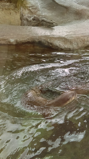 Aquarium «Mote Marine Laboratory & Aquarium», reviews and photos, 1600 Ken Thompson Pkwy, Sarasota, FL 34236, USA