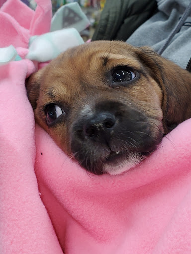 Pet Store «Teske Pet & Garden», reviews and photos, 2423 16th St, Moline, IL 61265, USA