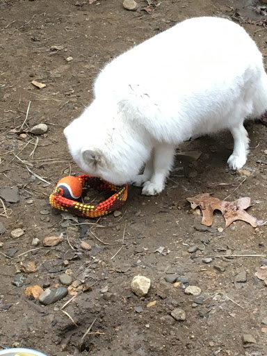 Animal Shelter «Animal Adventures Family Zoo & Rescue Center», reviews and photos, 336 Sugar Rd, Bolton, MA 01740, USA