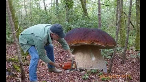 Sporting Goods Store «Big 5 Sporting Goods», reviews and photos, 3420 Arden Way, Sacramento, CA 95825, USA