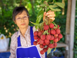 สวนลิ้นจี่ ครูประภา