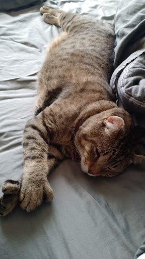 Pet Supply Store «PetSmart», reviews and photos, 1131 Sanguinetti Rd, Sonora, CA 95370, USA