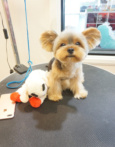 Pet Store «Happy Pet», reviews and photos, 701 E Valley Blvd, San Gabriel, CA 91776, USA