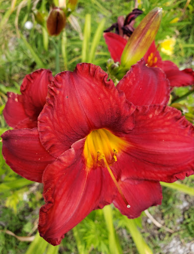 Shopping Mall «Wilton Mall», reviews and photos, 3065 NY-50, Saratoga Springs, NY 12866, USA