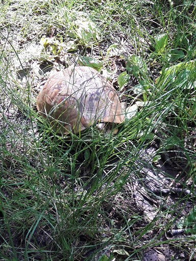 Nature Preserve «Engelmann Woods Natural Area», reviews and photos, 2360 Hwy D, Boles Township, MO 63304, USA