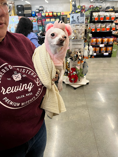 Wags To Wiskers Pet Supplies of Chelsea