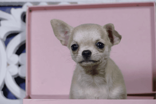 Pets Toy Land en Vinaròs, Castellón