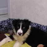 Photo n° 1 de l'avis de Benjamin.e fait le 05/03/2020 à 11:17 pour Clinique vétérinaire de Pirey à Pirey