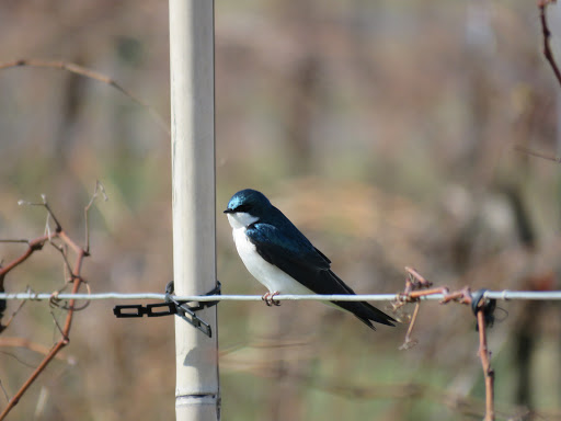 Winery «Rockside Winery and Vineyards», reviews and photos, 2363 Lancaster-Newark Rd NE, Lancaster, OH 43130, USA