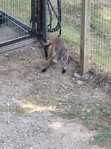 Zoo «Frank Buck Zoo», reviews and photos, 1000 W California St, Gainesville, TX 76240, USA