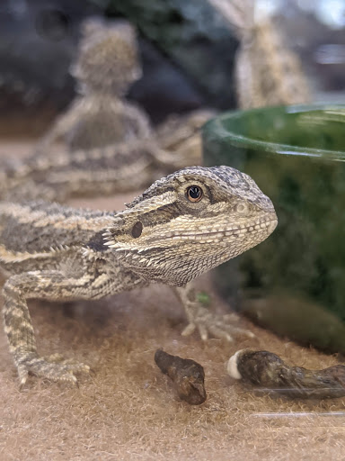 Pet Supply Store «Petco Animal Supplies», reviews and photos, 1419 Towne Square Blvd NW, Roanoke, VA 24019, USA