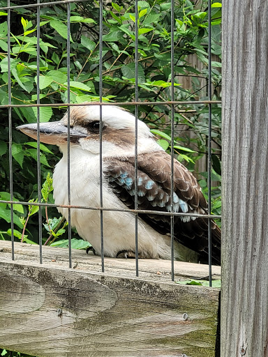 Zoo «Luray Zoo A Rescue Zoo», reviews and photos, 1087 U.S. 211, Luray, VA 22835, USA