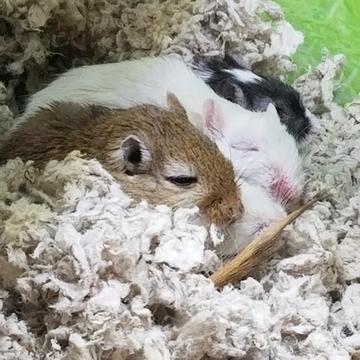 Pet Supply Store «PetSmart», reviews and photos, 625 Baltimore Blvd, Westminster, MD 21157, USA