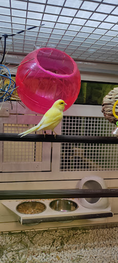 Pet Supply Store «PetSmart», reviews and photos, 150 Lincoln Square, Arlington, TX 76011, USA